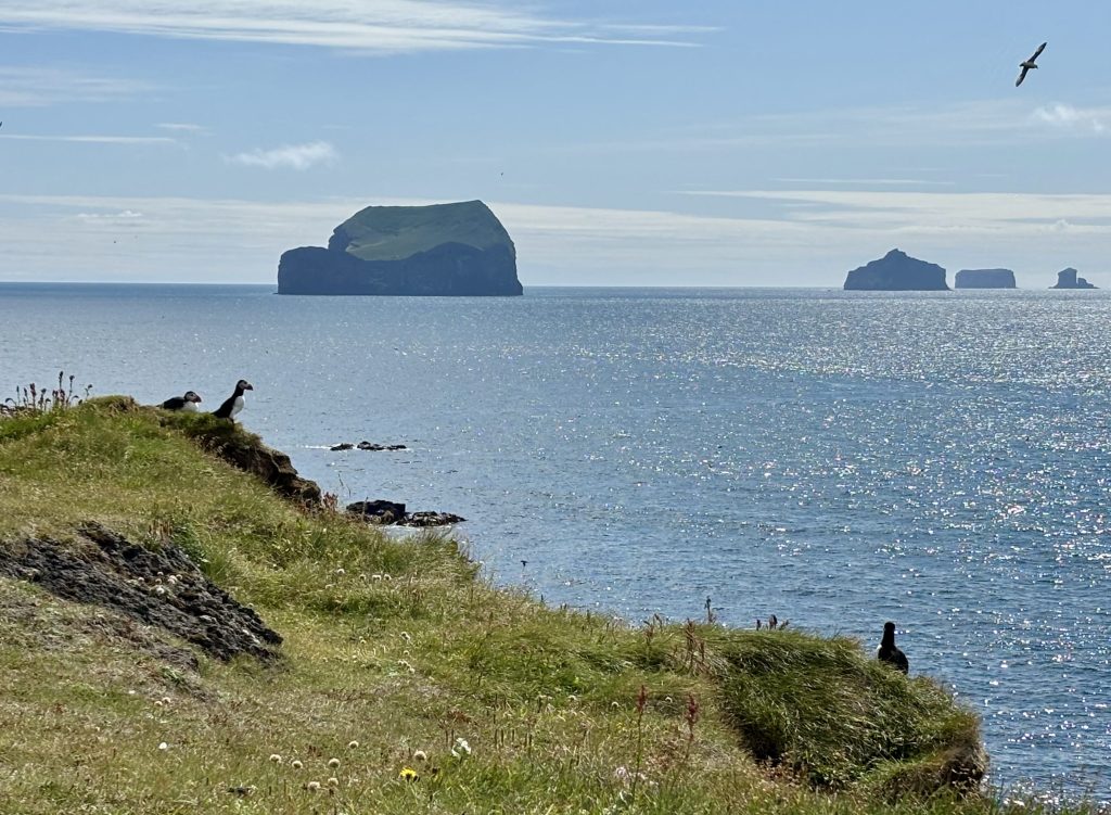 Puffins as seen from the coastal trail in Heimaey, Westman Islands